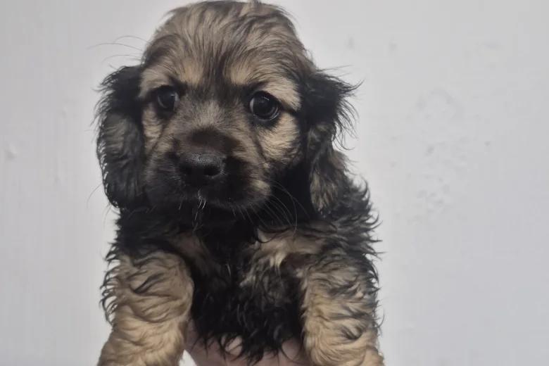 American Cocker Spaniel