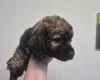 American Cocker Spaniel