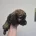 American Cocker Spaniel