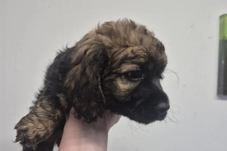 American Cocker Spaniel