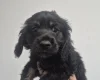 American Cocker Spaniel