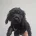 American Cocker Spaniel