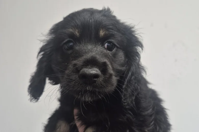 American Cocker Spaniel