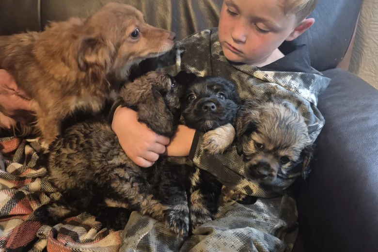 American Cocker Spaniel