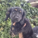 American Cocker Spaniel