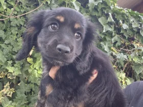 American Cocker Spaniel