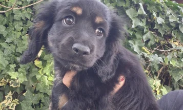 American Cocker Spaniel