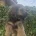 American Cocker Spaniel