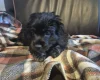 American Cocker Spaniel
