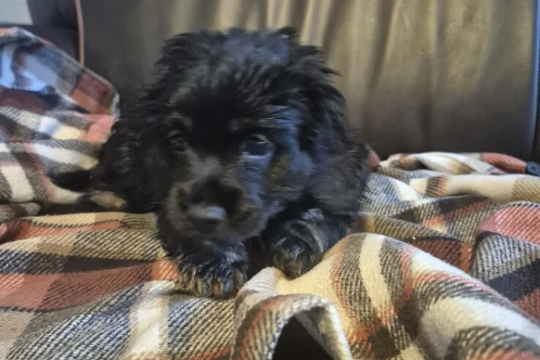 American Cocker Spaniel
