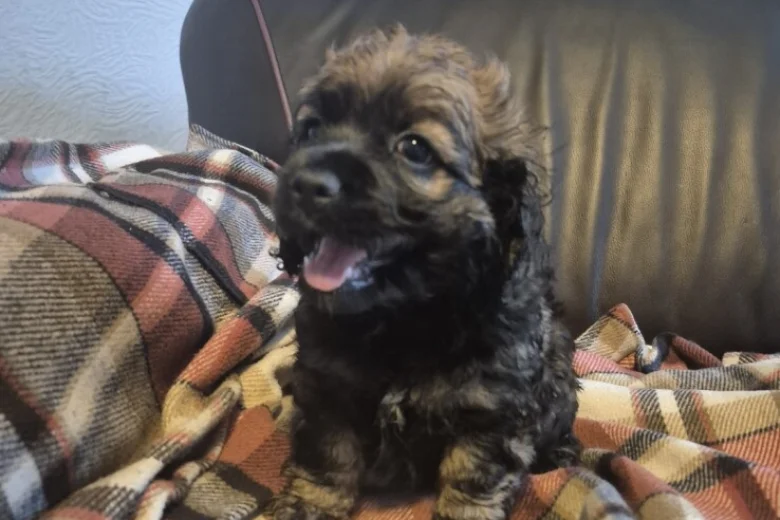 American Cocker Spaniel