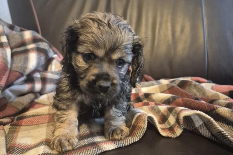 American Cocker Spaniel