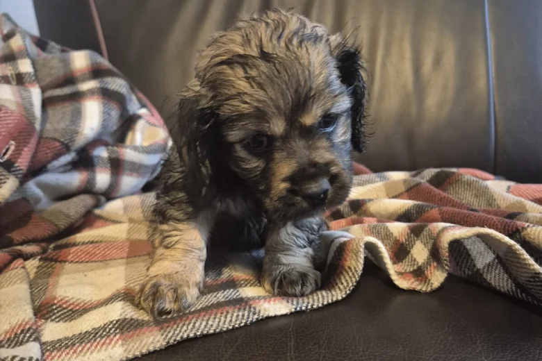 American Cocker Spaniel