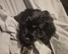 American Cocker Spaniel