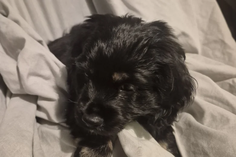 American Cocker Spaniel