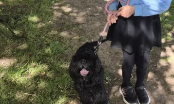 American Cocker Spaniel