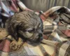 American Cocker Spaniel