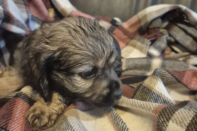 American Cocker Spaniel