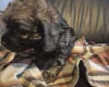 American Cocker Spaniel