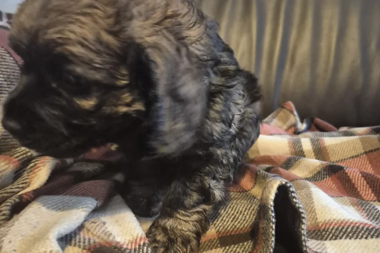 American Cocker Spaniel