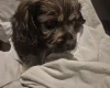 American Cocker Spaniel