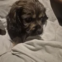 American Cocker Spaniel