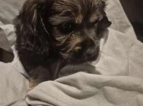 American Cocker Spaniel