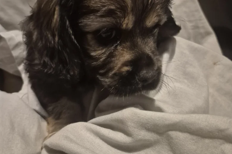 American Cocker Spaniel