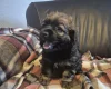 American Cocker Spaniel