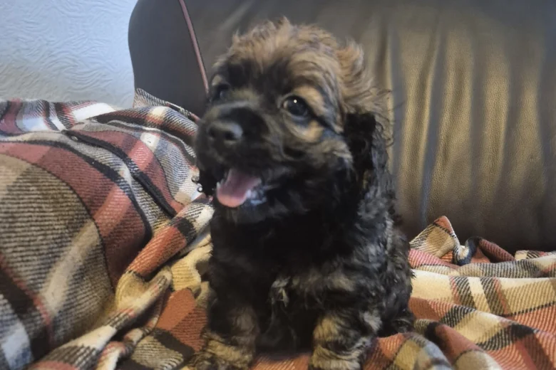 American Cocker Spaniel