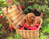Toy Poodle