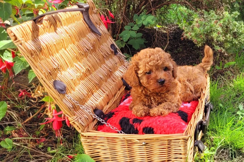 Toy Poodle