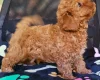 Toy Poodle