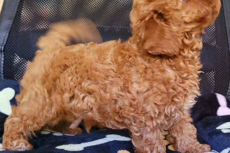 Toy Poodle