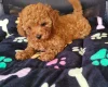 Toy Poodle