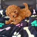 Toy Poodle