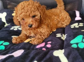 Toy Poodle