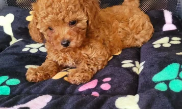 Toy Poodle