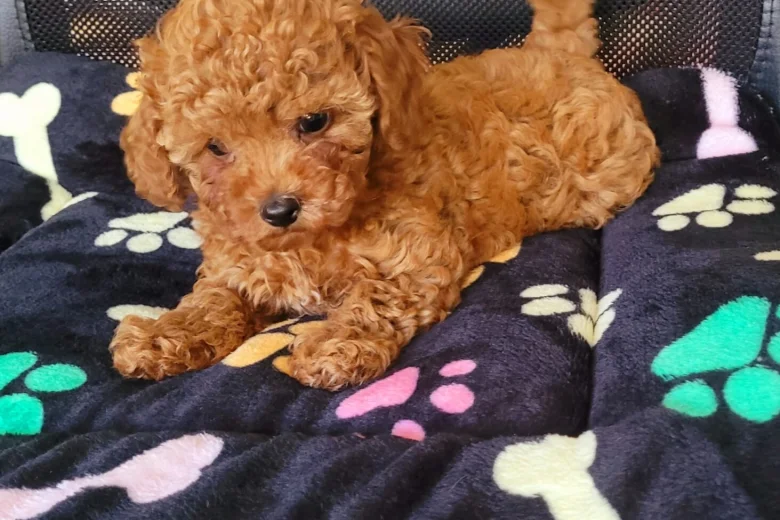 Toy Poodle