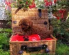 Toy Poodle