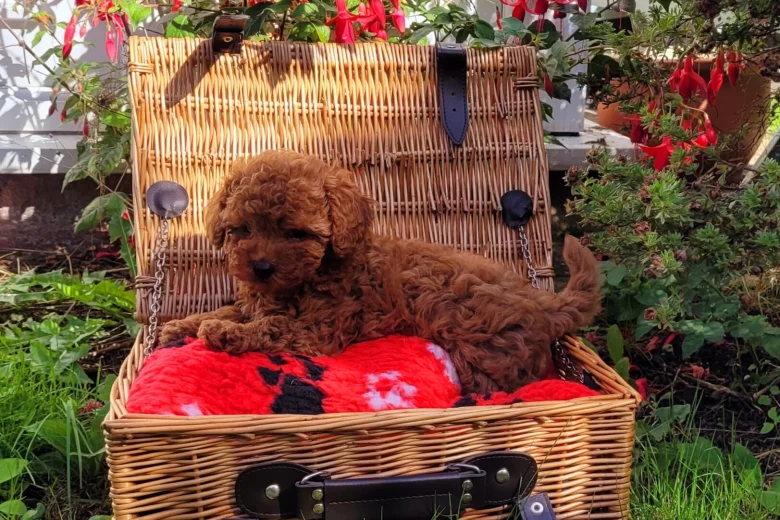Toy Poodle