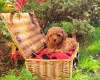Toy Poodle