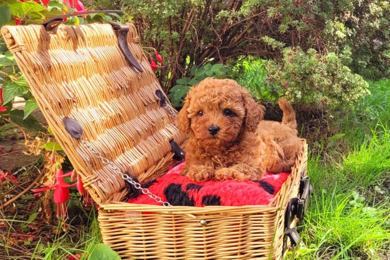 Toy Poodle
