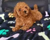 Toy Poodle