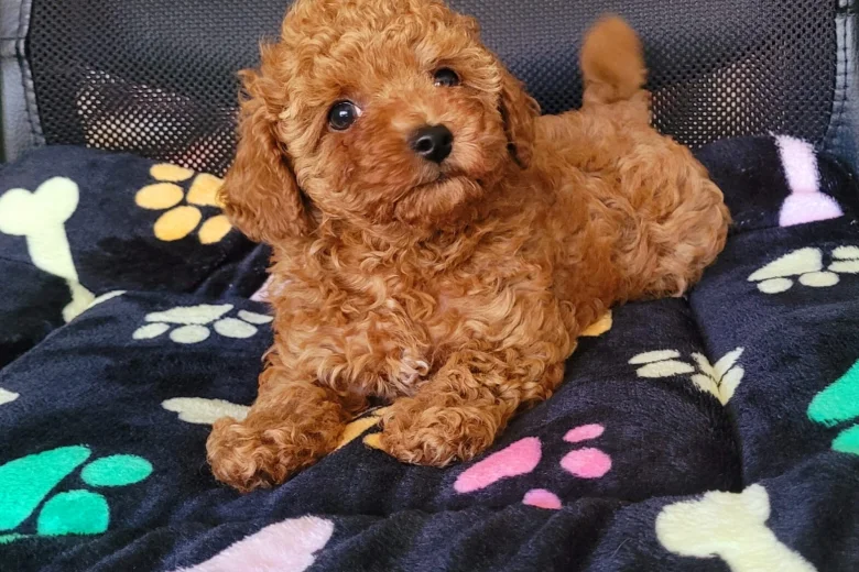 Toy Poodle