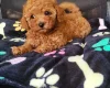 Toy Poodle