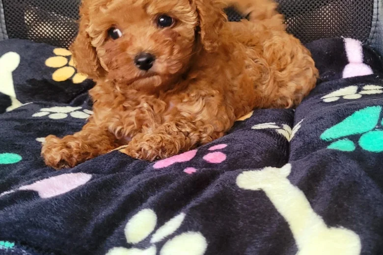 Toy Poodle