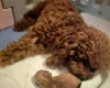 Toy Poodle