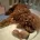Toy Poodle