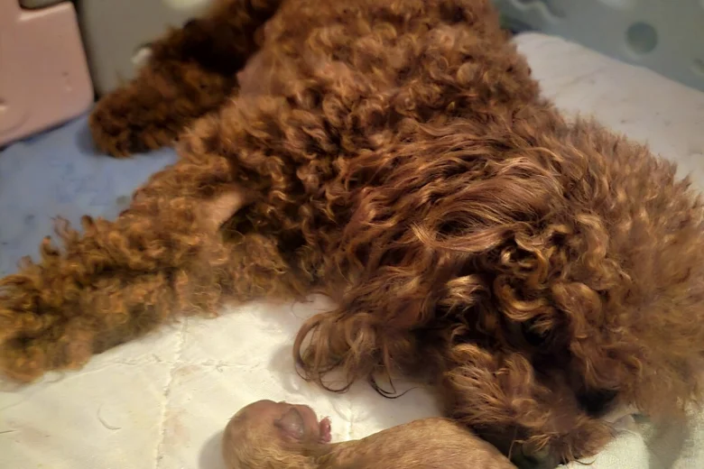 Toy Poodle
